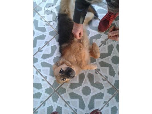 Σκυλακι 5 μηνων χαριζεται