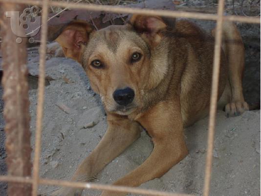 PoulaTo: Σκυλιτσα χαριζεται