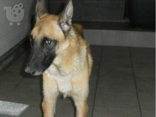 Καλαζαρικο Μαλινουα