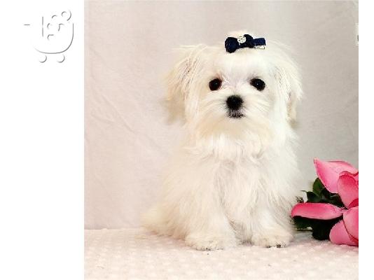 PoulaTo: Teacup Maltese κουτάβια