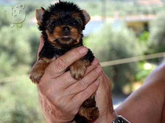 Πανέμορφα, Υγιέστατα κουταβάκια Yorkshire