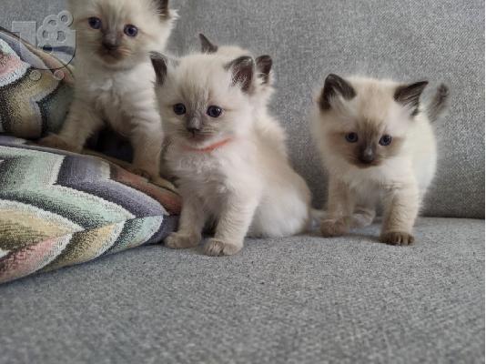 PoulaTo: όμορφο RAGDOL KITTENS READY
