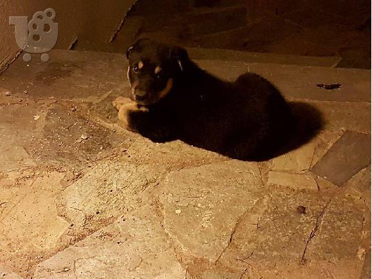 Rottweiler με τσοπανοσκυλο κουταβακια χαριζονται