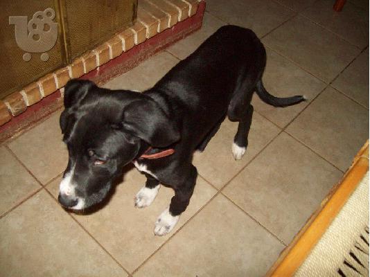 Κουταβουλης χαριζεται