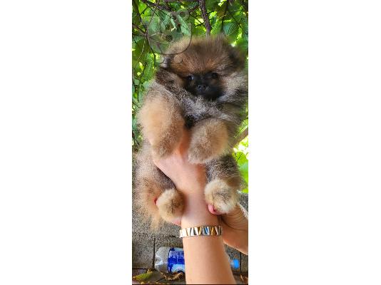 PoulaTo: Pomeranian Spitz Teddy κουτάβια
