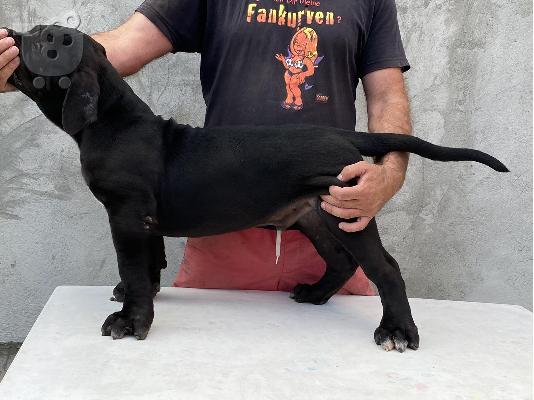 Νοτιοαφρικανικό Mastiff- Boerboel κουτάβια