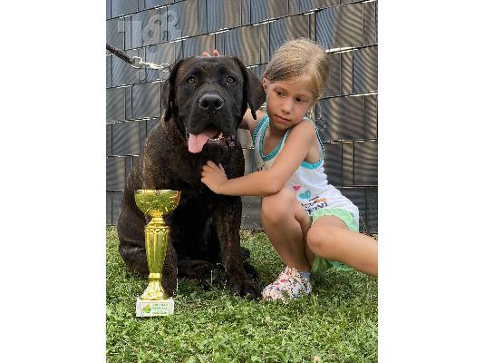 Νοτιοαφρικανικό Mastiff- Boerboel κουτάβια