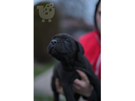 Cane Corso κουτάβια