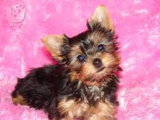 Το σπίτι έθεσε κουτάβια yorkie
