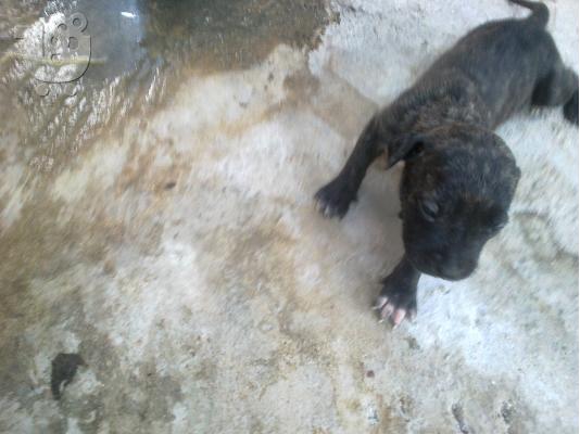 PoulaTo: Pit bull alligetor