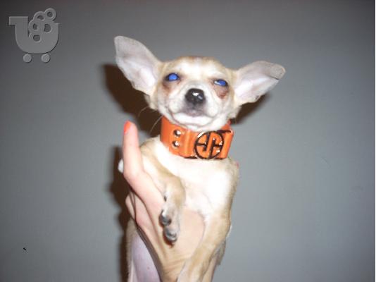 τσιχουαουα μινι