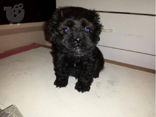 PoulaTo: καθαροαιμο κανις 1,5 μηνων