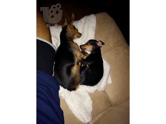 Pinscher mini....!!!!!!!!!!!!!!!!