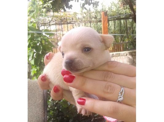 μικροσωμα chihuahua