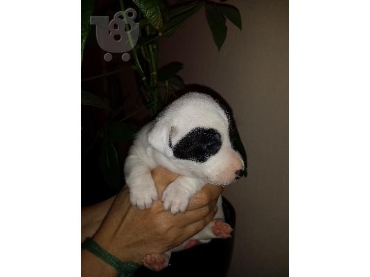 Jack Russell  Στιλ Σκάκι. καθαρόαιμο. *** Ψάχνουν οικογένεια ***...