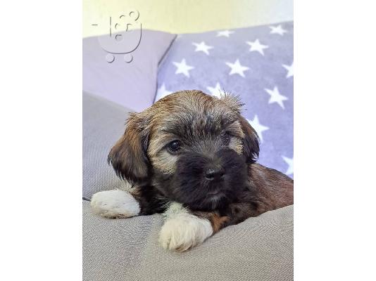 Havanese Bichon κουτάβια
