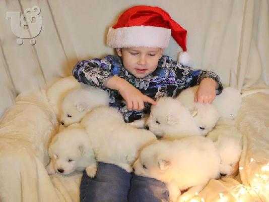 Samoyed κουτάβια προς πώληση