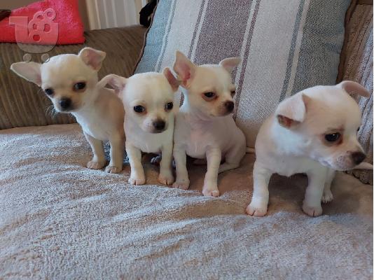 Ο Μιλ είχε τα πιο εκπληκτικά chihuahuas τ