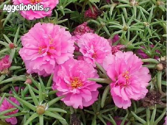 PoulaTo: 200+ Σποροι Portulaca grandiflora