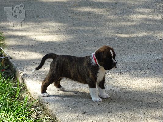 Μπόξερ-boxer τιγρέ καθαρόαιμα αρσενικά