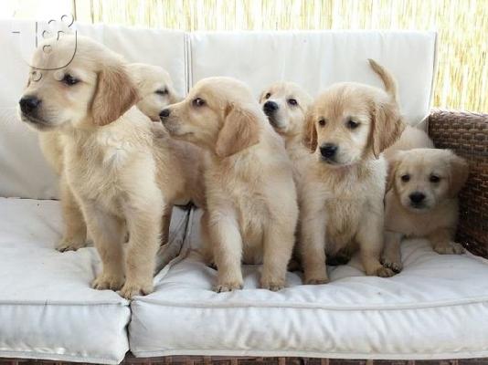 Όμορφα Golden Retriever κουτάβια