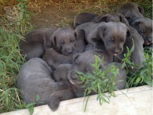 CANE CORSO ΓΚΡΙ-ΜΠΛΕ