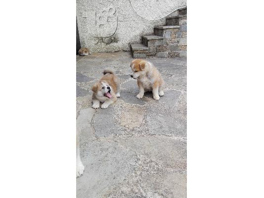 Καθαρόαιμα Ακίτα Ίνου