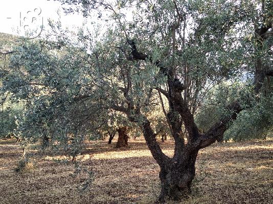 ΠΩΛΕΙΤΑΙ ΑΓΡΟΤΕΜΑΧΙΟ