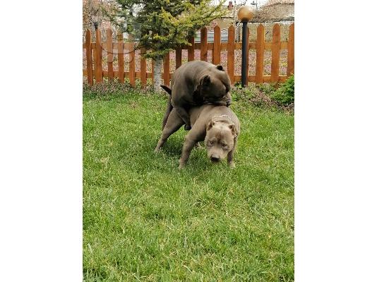 American bully blue xl