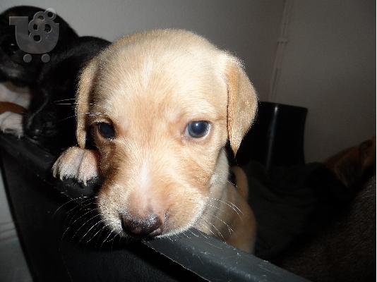 ΧΑΡΙΖΟΝΤΑΙ ημηαιμα μπασετ