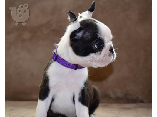 Αμερικανικό Pitbull Terrier κουτάβια