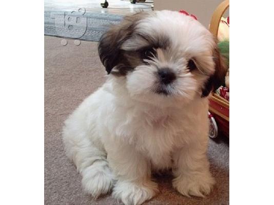 PoulaTo: κορυφαία κουταβάκια Shih Tzu