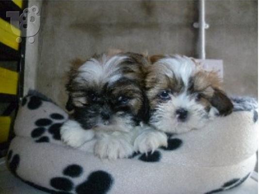PoulaTo: Όμορφα αυτοκρατορικά κουτάβια Shih Tzu για υιοθεσία