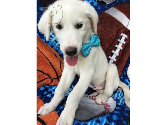 PoulaTo: Akbash Puppies