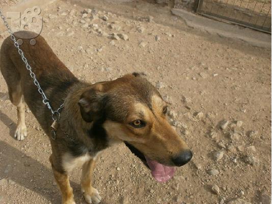 Μεγαλοσωμο σκυλακι χαριζεται