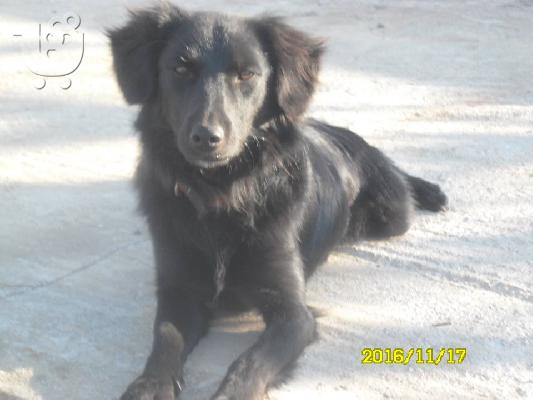 PoulaTo: Μικροσωμο εβενινο σκυλακι ο Blacky!