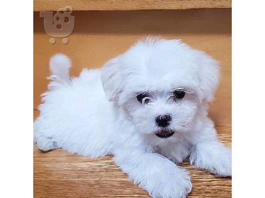 PoulaTo: Super Adorable Teacup Μαλτέζικα κουτάβια
