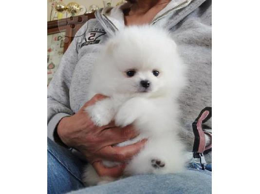 PoulaTo: Πολύτιμα κουτάβια Pomeranian