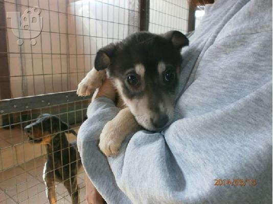 Κουταβακι χαριζεται