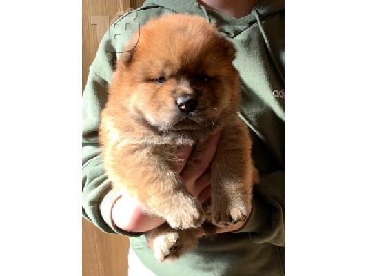 chow chow προς πώληση