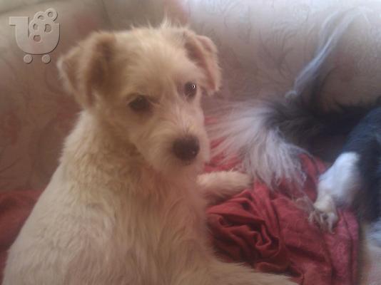 Κανισακι χαριζεται