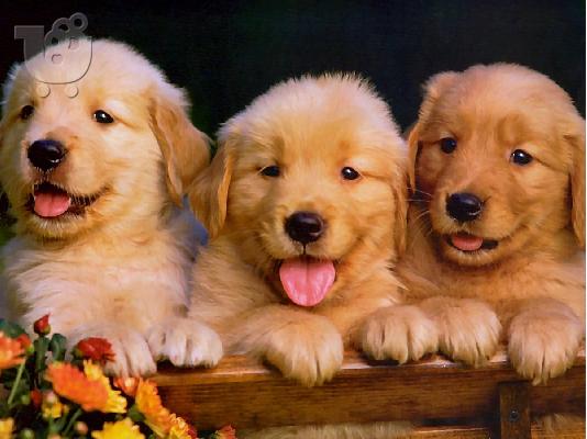 PoulaTo: golden retriever