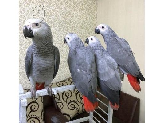 PoulaTo: ΔΩΡΟ RED PARROTS ΚΑΙ ΚΟΚΚΙΝΟ ΓΙΑ ΤΗΝ ΥΙΟΘΕΤΗΣΗ