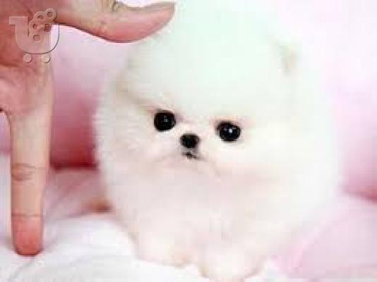 Pomeranian κουτάβια Διαθέσιμο