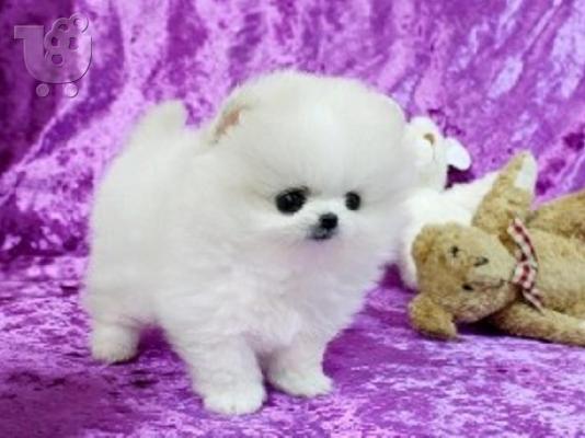 PoulaTo: Pomeranian κουτάβια Διαθέσιμο