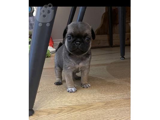 Αρσενικά κουτάβια Pomeranian φλιτζάνι τσαγιού