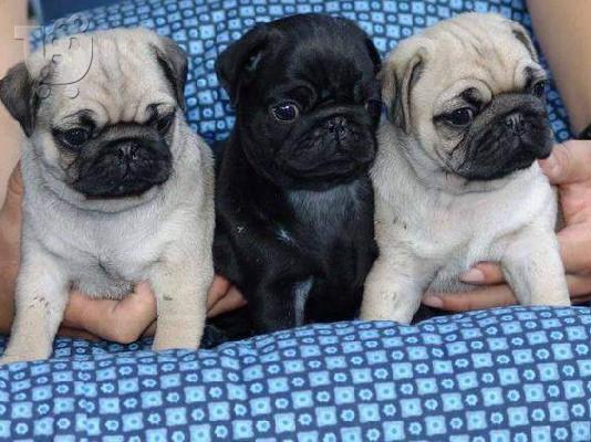 PoulaTo: Pug Mops κουταβακι