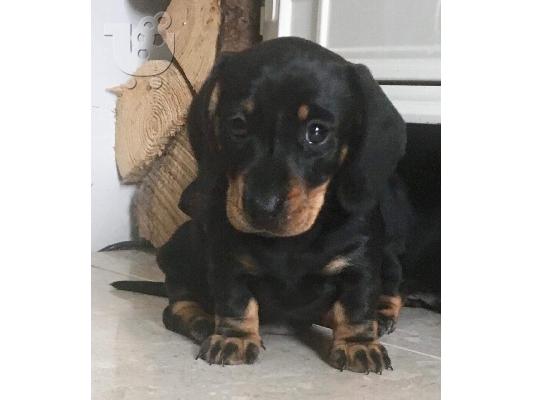 Excellence Dachshund Puppies Αρσενικό και Θηλυκό