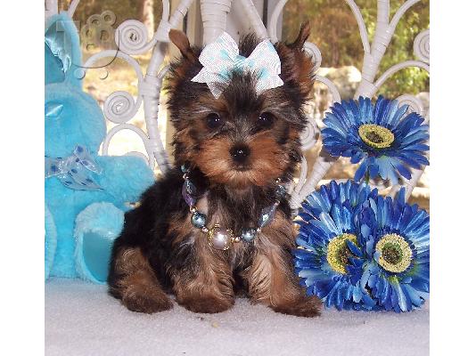 PoulaTo: YORKSHIRE Terrier mini