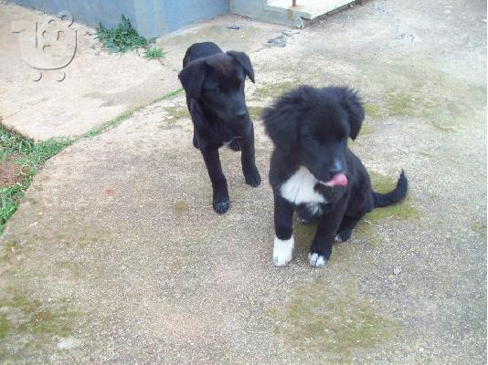 Κουταβακια ψαχνουν οικογενειες